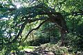 Tree near River Hamble (geograph 6265453)