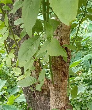 Trunks and leaves of Indian bael (Aegle marmelos)