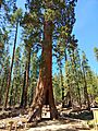 Tunnel tree at Yosemite National Park 20220524 145321 copy