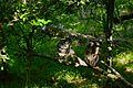 Two-owls-perched-branch - West Virginia - ForestWander