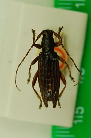 Type of Xylotoles costatus Pascoe, 1875 (rotated and cropped)