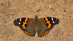 Vanessa indica-Silent Valley-2016-08-14-002.jpg