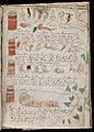 Voynich Manuscript (175)
