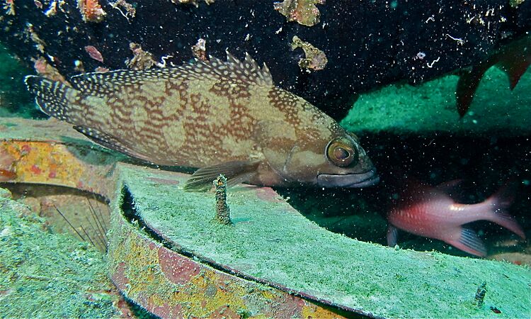 White-streaked Grouper (Epinephelus ongus) (8503553018)