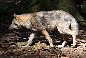 Wolf Canis lupus Wildpark Poing-09