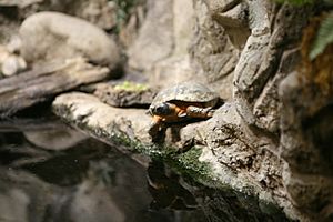 Wood Turtle (Glyptemys Clemmys insculpta)