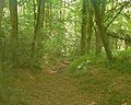 Woodland walk - geograph.org.uk - 35004