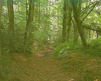 A photograph of the Vanguard Way travelling through a forested portion near Buxted, in East Sussex.