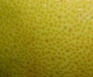 Zest Pomelo