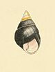 Zoological Illustrations Achatinella pica.jpg