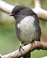 070308 Stewart Island robin on Ulva