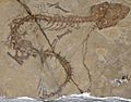 9182 - Milano - Museo storia naturale - Derasmosaurus pietraroiae - Foto Giovanni Dall'Orto 22-Apr-2007 (cropped)
