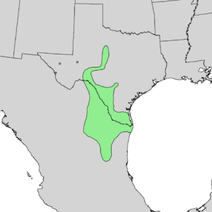Acacia wrightii range map 1.png