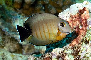 Acanthurus tristis.jpg