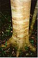 Acradenia euodiiformis - Nov 99 Coorabakh National Park