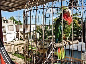Amazona leucocephala -Isla de la Juventud, Cuba -round cage-8a