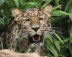 Amur leopard Facts for Kids