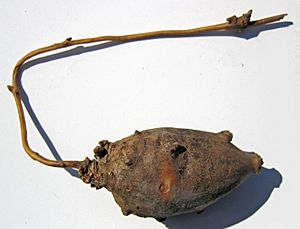 Apios americana - American groundnut (Indian potato) tuber