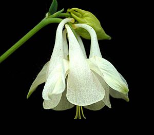 Aquilegia vulgaris14 ies