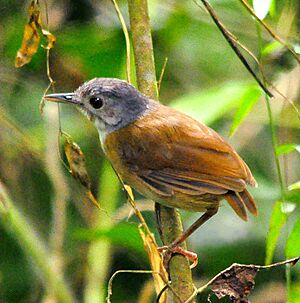 Ashy-headed Babbler.jpg