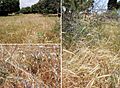 Associations of wild cereals and other wild grasses in northern Israel