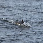 Atlantic white-sided dolphin swimming.jpg