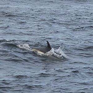 Atlantic white-sided dolphin swimming
