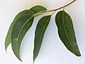 Bangalay-leaves