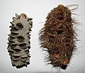 Banksia integrifolia and marginata cones