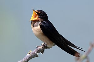 Barn swallow (Hirundo rustica rustica) singing