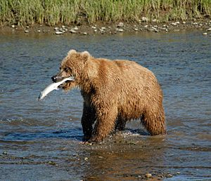 Bear Alaska (3)