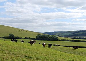 Beef cattle, Levin Down - geograph.org.uk - 1498569