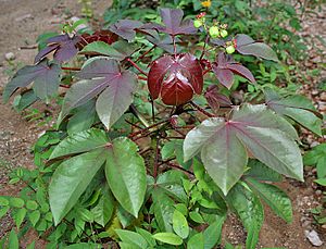 Bellyache Bush (Jatropha gossipifolia) in Hyderabad, AP W IMG 9219