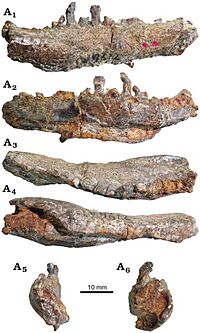 Bienosaurus dentary.jpg