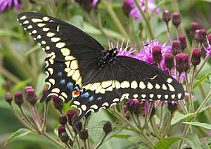 Black Swallowtail Papilio polyxenes 1700px.jpg