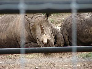 Black rhinoceros 2004.jpg