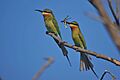 Blue-tailed Bee-Eaters with Dragonfly