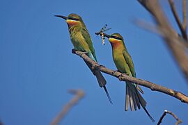 Blue-tailed Bee-Eaters with Dragonfly