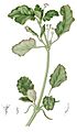 Boerhaavia diffusa Blanco1.93-cropped