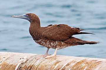 Brown-Booby-cr