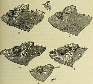 Bulletin du Muséum d'histoire naturelle (1921) (14594719728).jpg