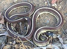 California King Snake imported from iNaturalist photo 1605700 on 4 December 2024 (cropped)