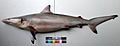 Carcharhinus brevipinna JNC3080 Body.JPG