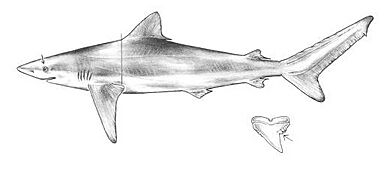 Carcharhinus signatus drawing