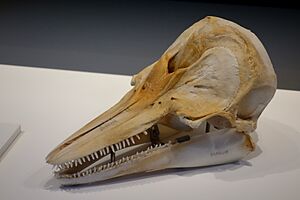 Cephalorhynchus hectori skull - Museum of New Zealand Te Papa Tongarewa - Wellington, NZ - DSC09658