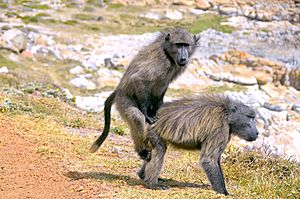 Chacma baboons mating, Cape Point (South Africa)