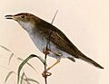 Cisticola fulvicapilla dumicola 1863