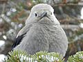 Clark's Nutcracker at Crater Lake 2015