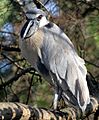 Cochlearius cochleariaPCCA20071227-8443B