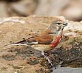 Common linnet (Linaria cannabina mediterranea) male